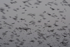 Hierbei handelt es sich um Screenshot im Verhältnis 16:9 aus der letzten Kurz-Essay-Film-Fassung, der schon der Track von Philip Glass zu Grunde liegt.